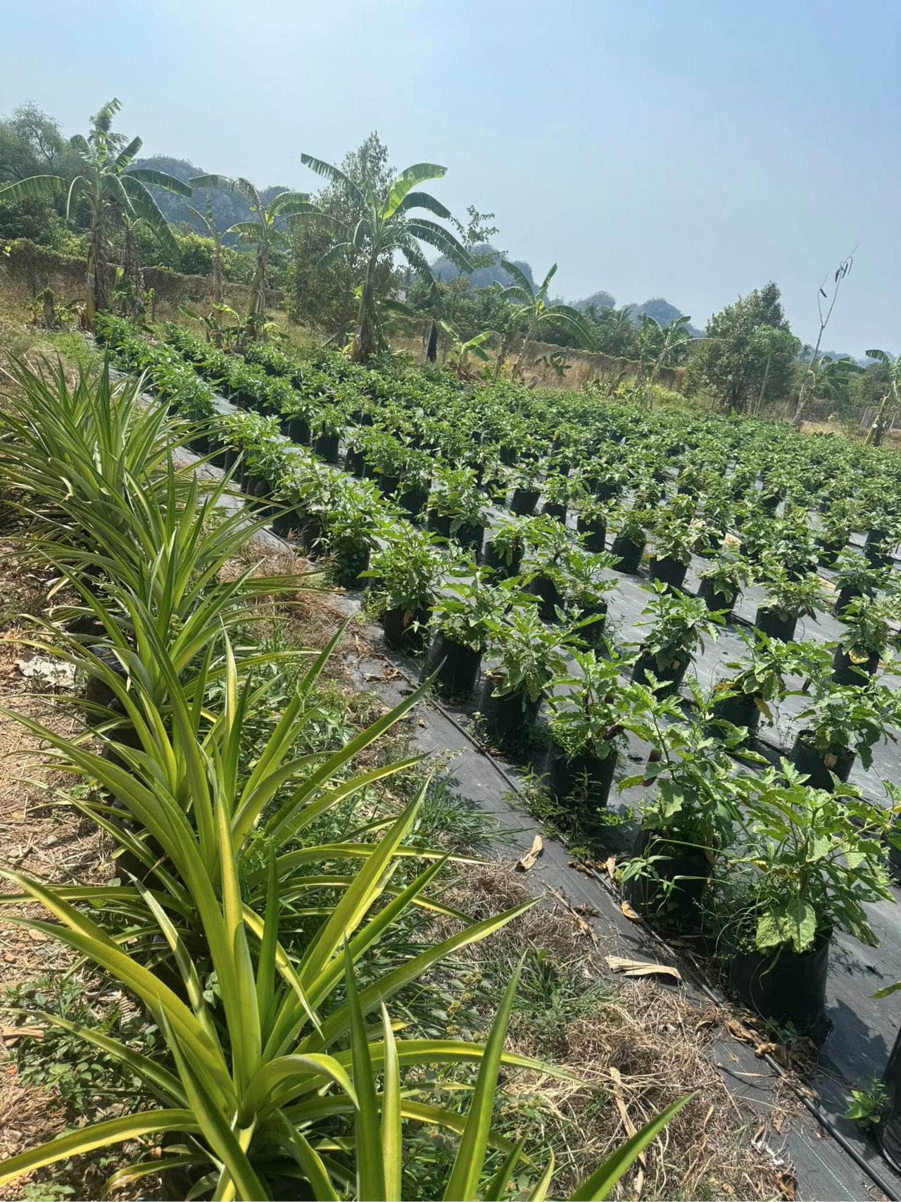 Rows of green plants growing in black plastic pots are arranged neatly in a field with taller plants and trees in the background under a clear sky.
Description generated by AI
