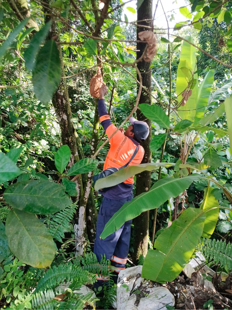 A person wearing an orange shirt and dark pants is reaching up to touch or pick something from a tree branch in a dense green forest.
Description generated by AI