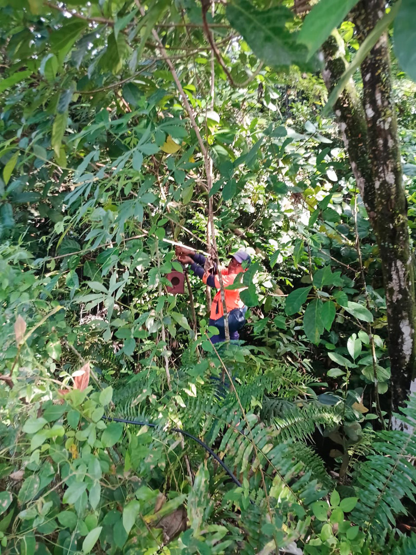 A person wearing an orange safety vest and helmet is working with equipment among dense green foliage in a forested area.
Description generated by AI